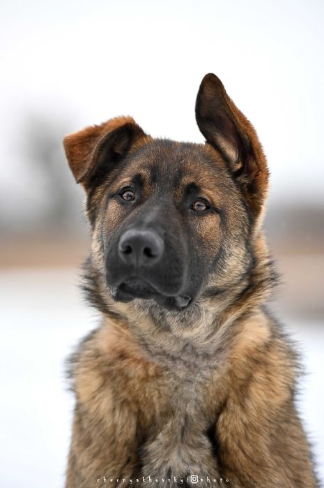 Хлопчик зонарного забарвлення робочого розведення