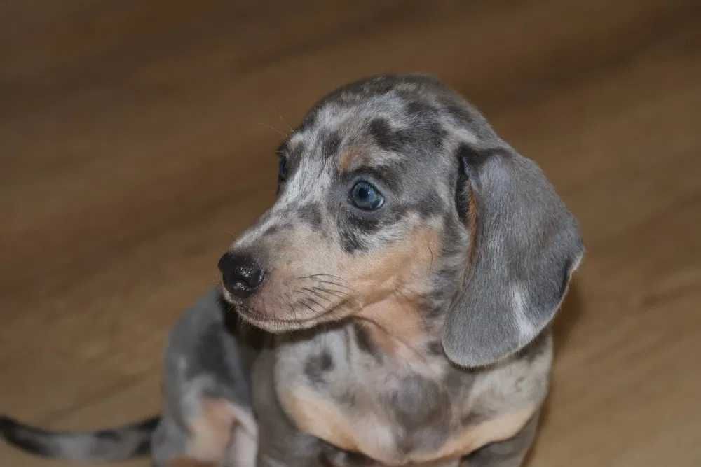 Teckel blue merle
