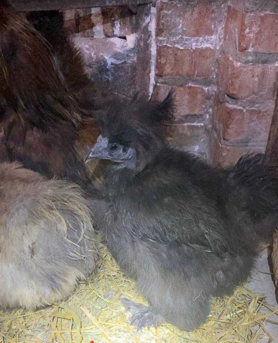 китайська шовкова курочки та півники