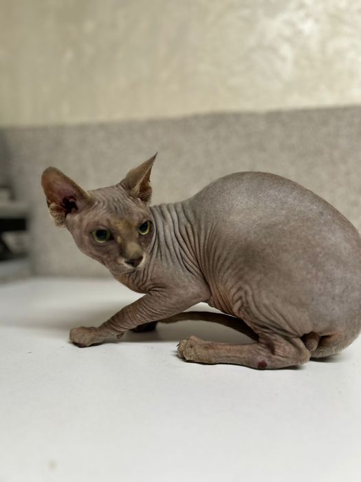 Канадский сфинкс