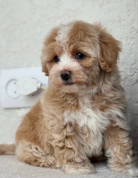 Мальтипу мальчик кривой рог