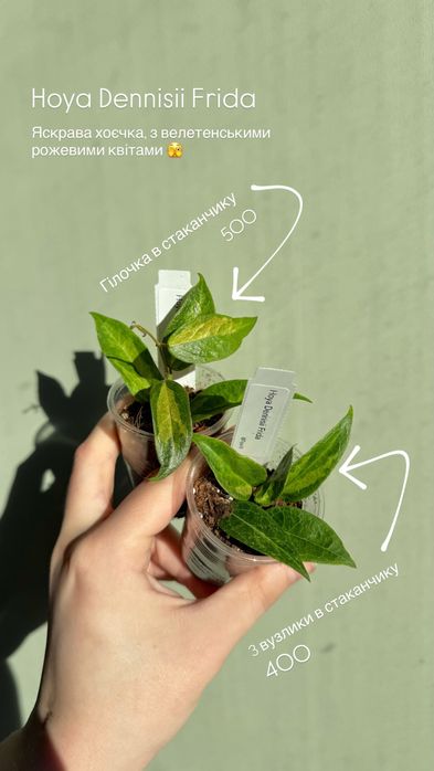 Hoya / Хойя (різні)