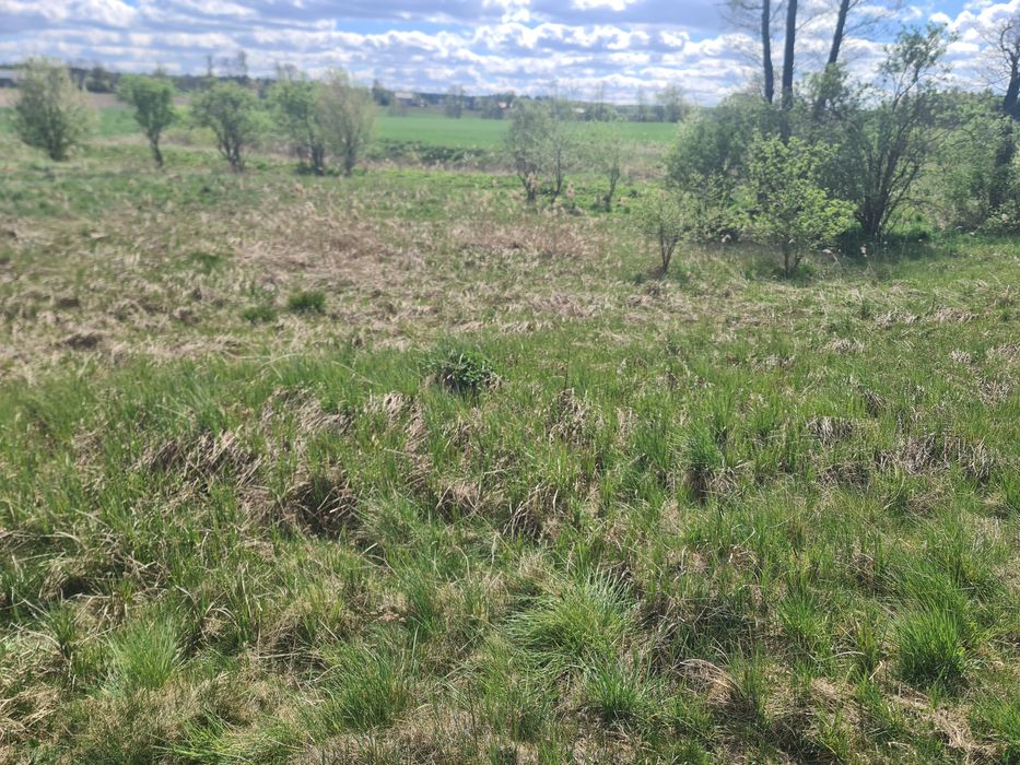 Działka Łąka 4628m2 barany 1