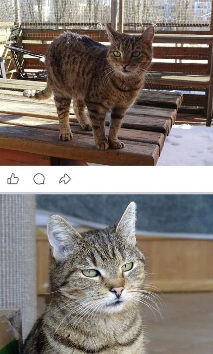 Cudowna koteczka szuka kochającego domu