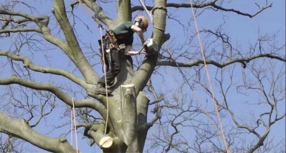 Wycinka drzew - Prace na wysokosci - Usługi podnosnikiem koszowym