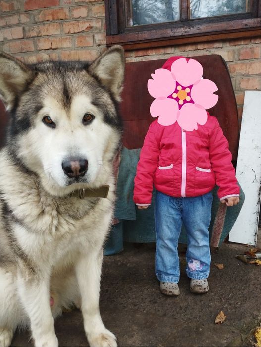 В'язка    маламут