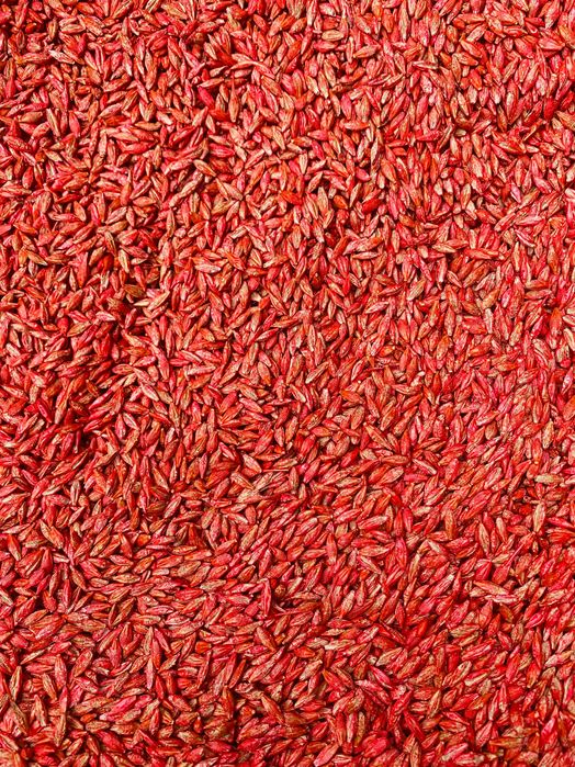 Jęczmień jary "AMARETTO" C/1, materiał kwalifikowany