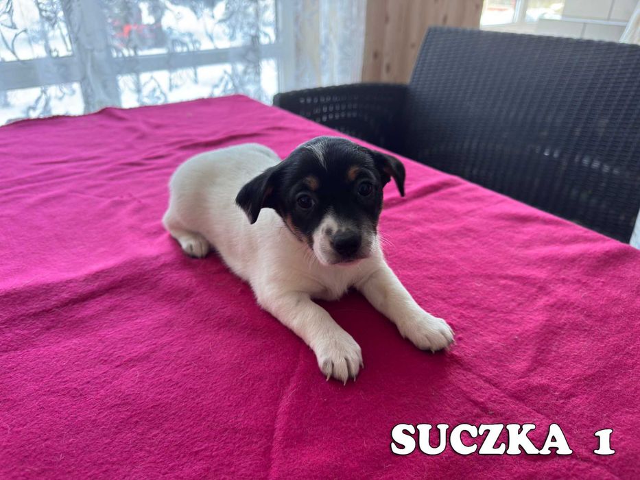 Jack Russell Terrier - suczka