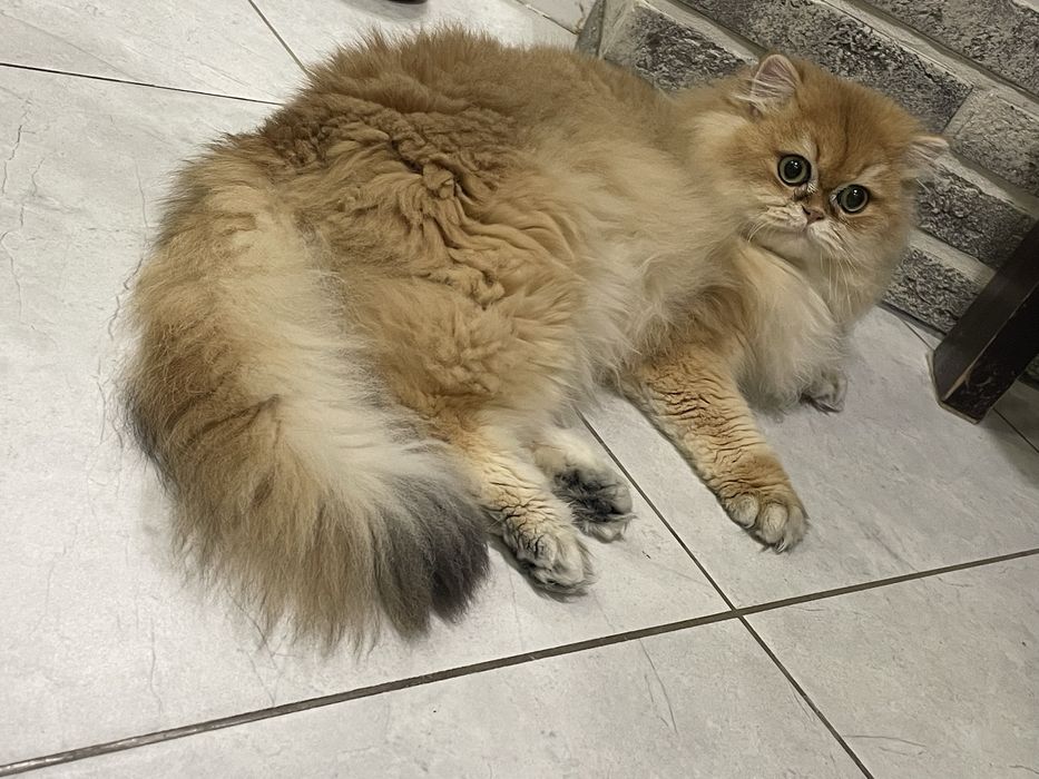 Длинношерстний кот котик  довгошерстний кошенята котята кошка