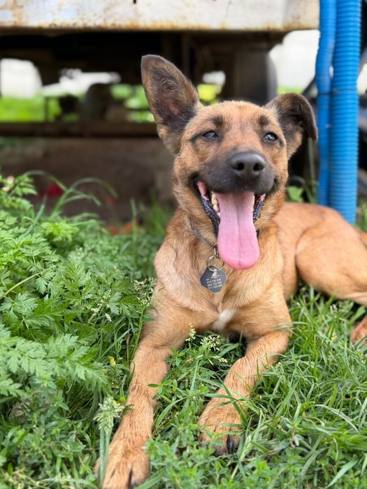 Tusia suczka do adopcji