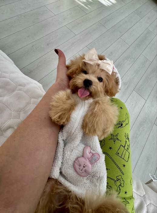 Гламурна дівчинка мпльтіпу F-1