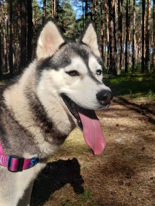 Siberian Husky  dwuletnia sunia