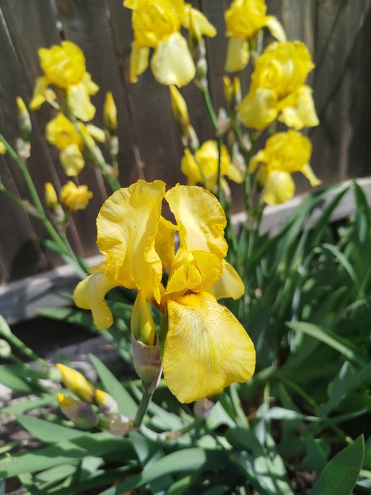 Іриси жовті, півники