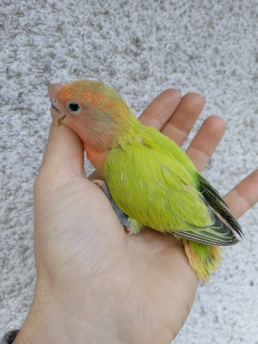 Agapornis Domesticados