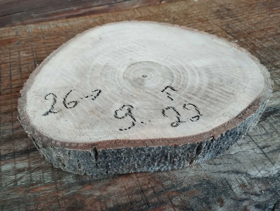 Plaster drewna Ładny Orzech DIY Wybór Sztuki HIT Cena za 3 sztuki