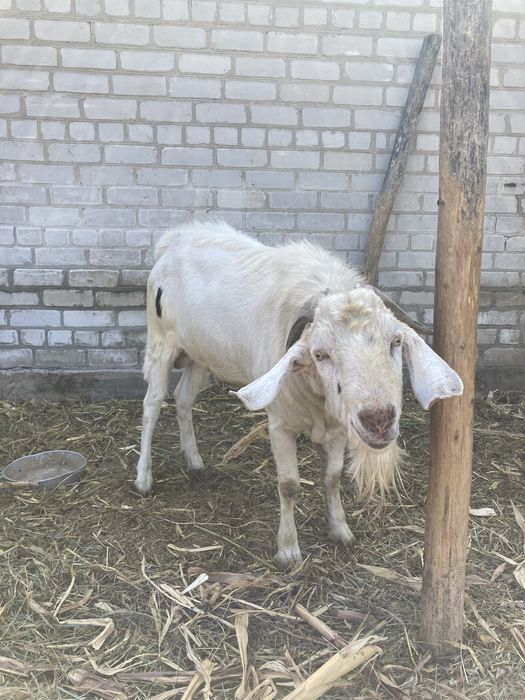 покритие вʼязка случка цапа послуги козла Англо-нубійського