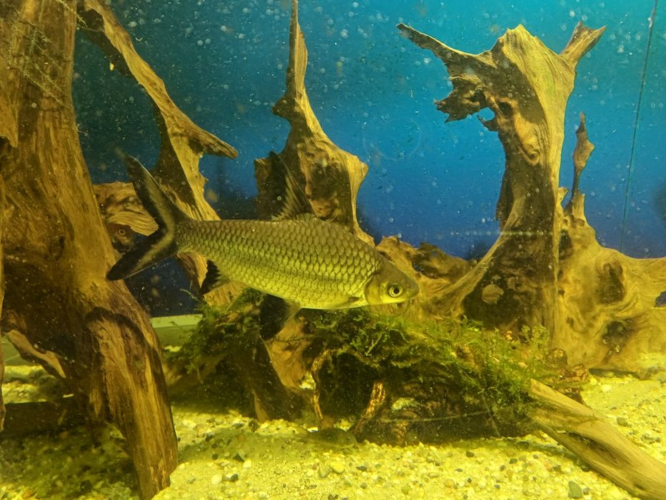 Brzanka rekinia xxl 24 cm