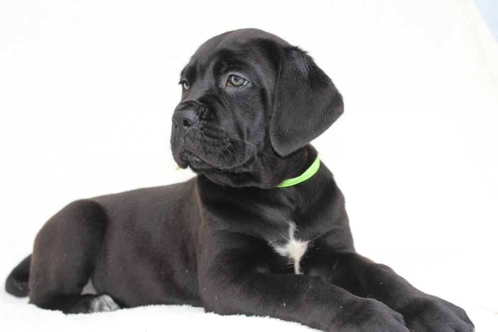 Милі цуценята кане корсо