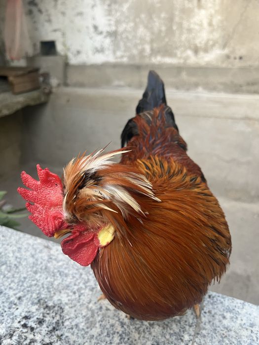 Granizo de idade nova