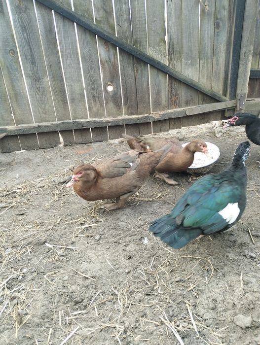 Пропоную молодих індокачечок