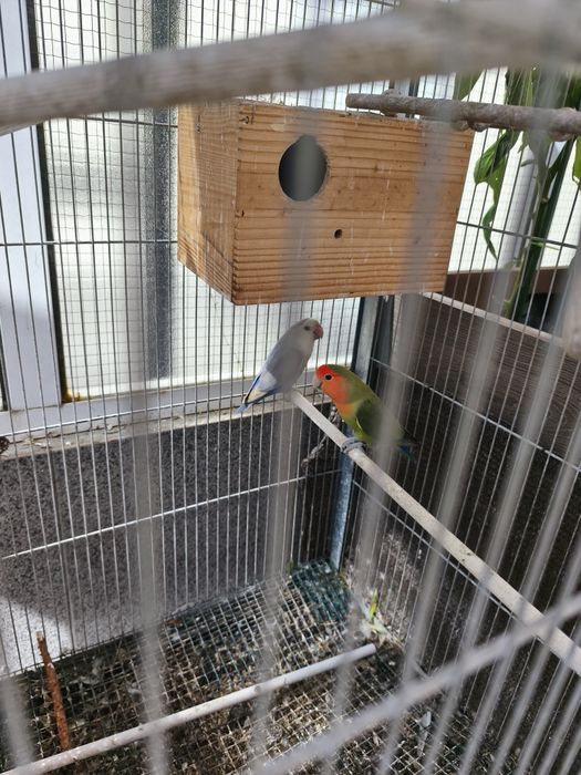 Gaiola com 4 agapórnis