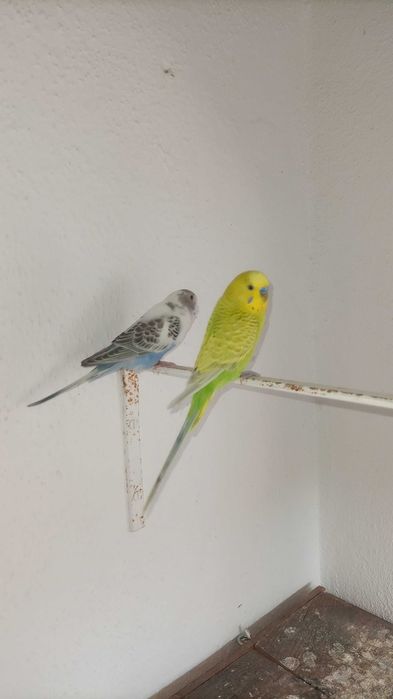 Vendo periquitos e caturras