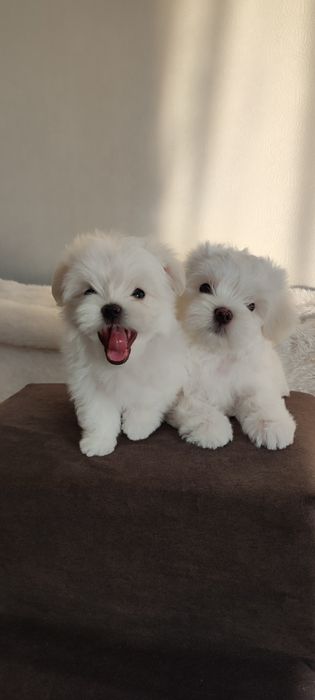 Цуценята мальтезе