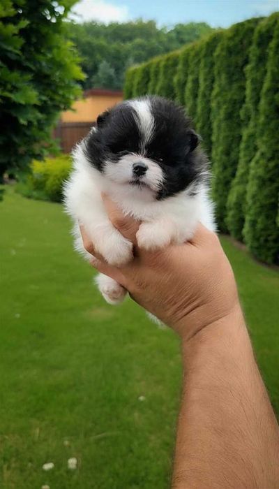 Szpic miniaturowy pomeranian