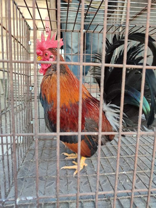 Продам півники і курочки