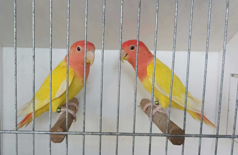 Agapornis roseicollies opalinos lutinos