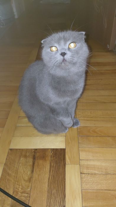 Кошенята шотланці