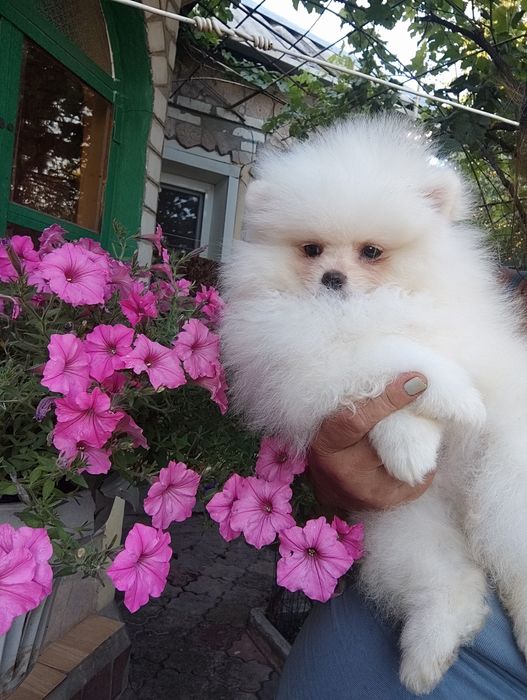 Мальчик померанец медвежонок.