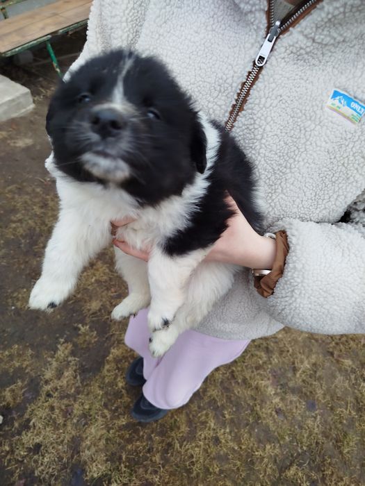 Szczeniaki 2 samce 4 suczki