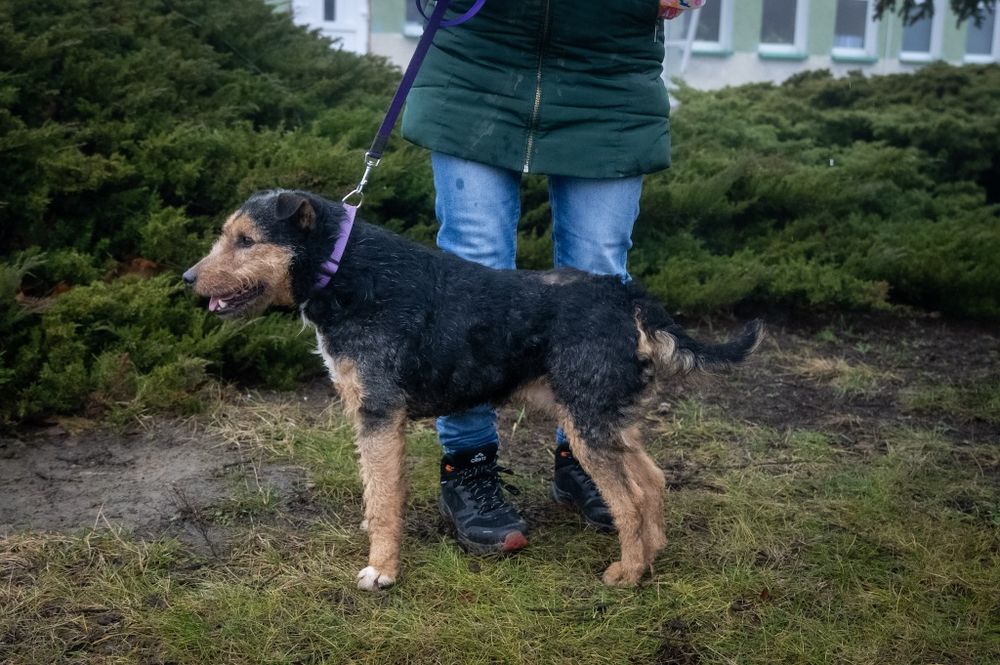 Foks szuka kochającego domu
