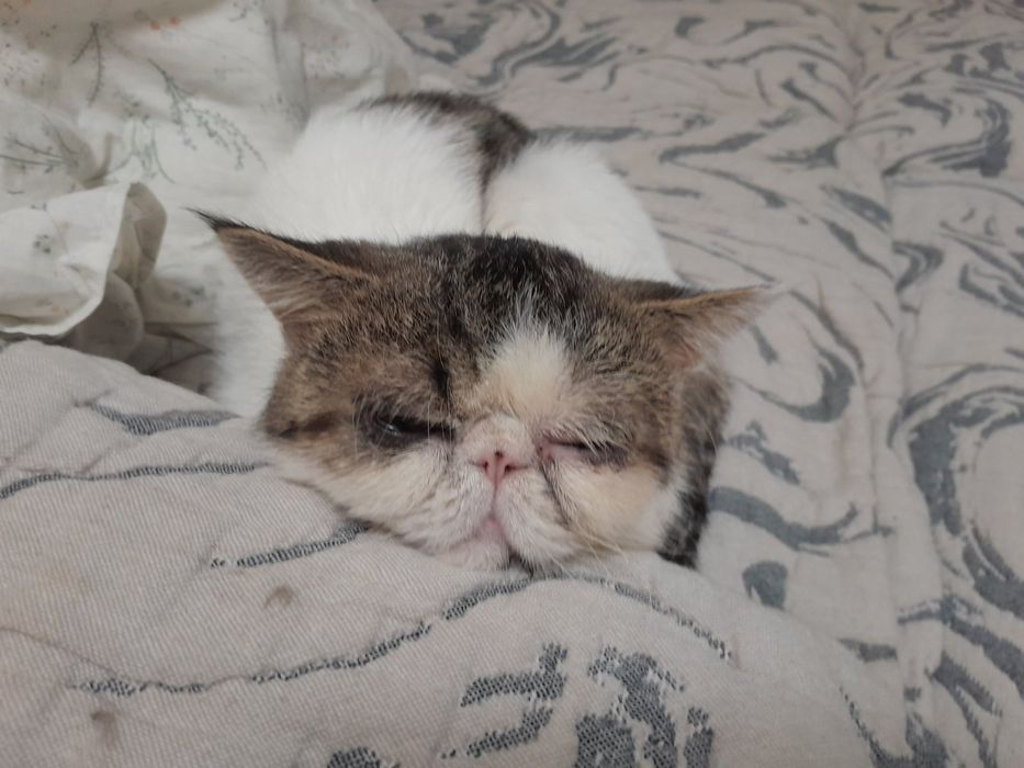 Отдам кота экзота