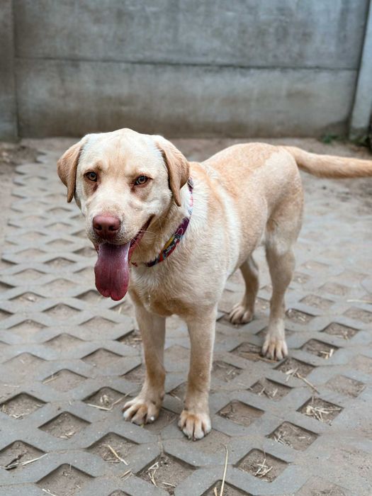 Macan w typie labradora szuka domu