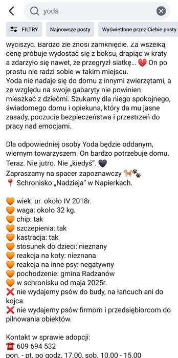 Yoda czeka w Schronisku Nadzieja w Napierkach