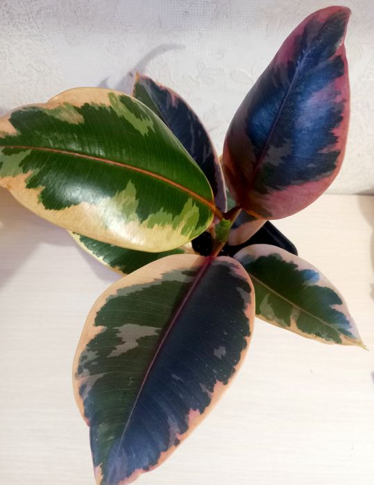 Фикус каучуконосный Белиз.