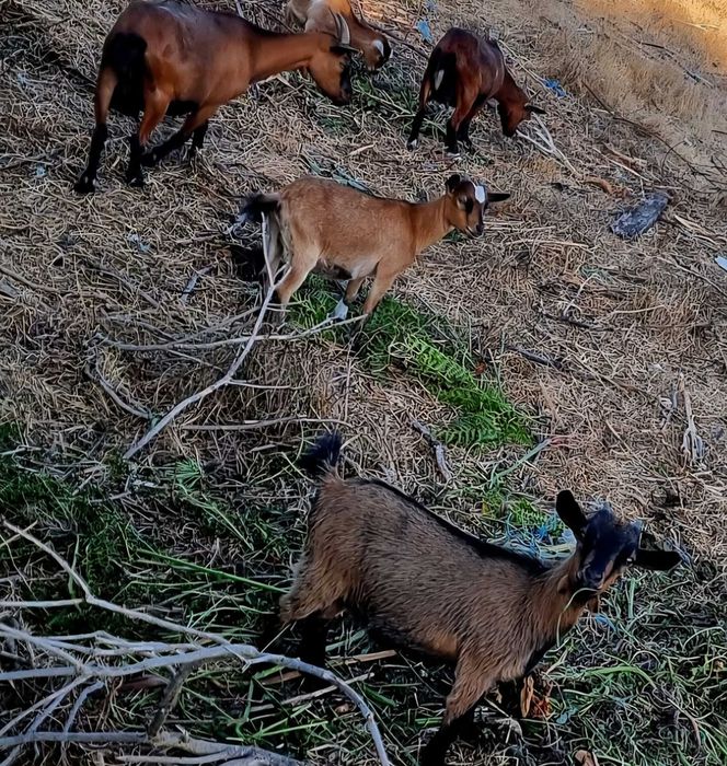 Cabras anãs bebés  e dóceis para venda