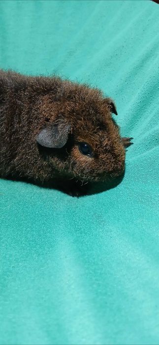 Морська свинка,  тедді