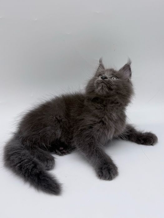 Мейн кун котенок, девочка