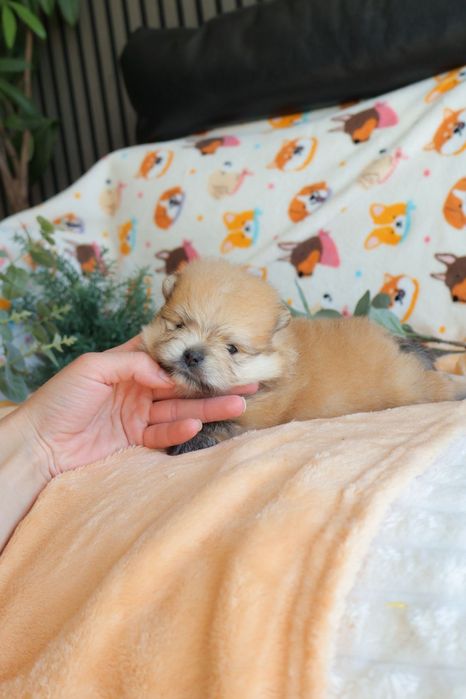 Lulu da Pomerânia.  Mini. Pedigree. Lop e Afixo Perfeito