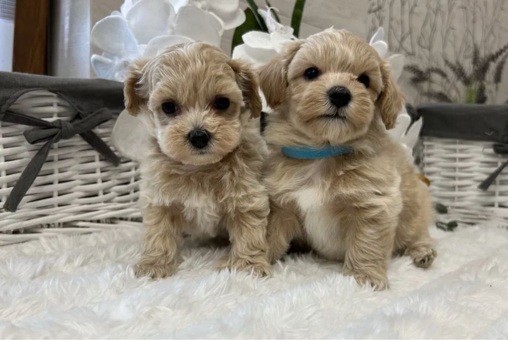 Преміальні щенята Мальтипу Мини Мальтипу f1 Мальтипу маленькая