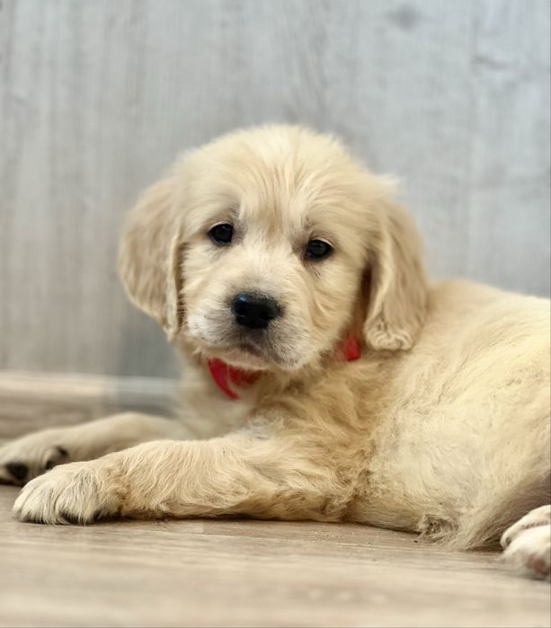 Piękny szczeniaczkek GOTOWY do odbioru  / Golden Retriever