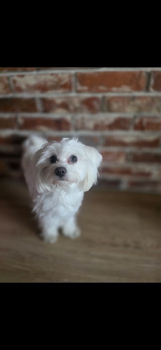 Maltipoo  f1 suczka mocny skręt do odbioru!!