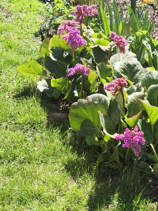 Sprzedam bergenię cordifolia