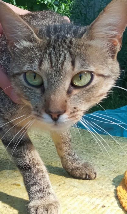 Кошка-Крысолов! Отдам даром