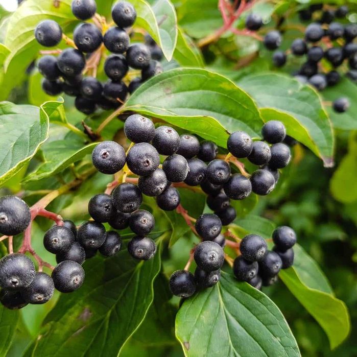 Aronia ekologiczna z przydomowego sadu zrywana ręcznie