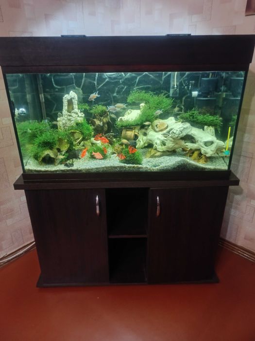 Аквариум с рыбами