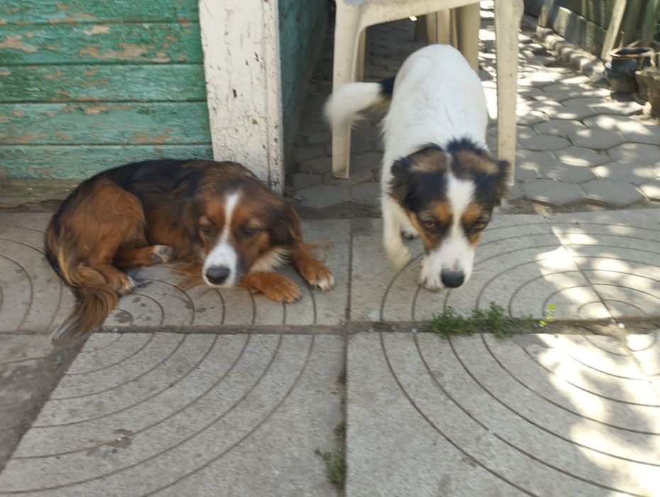 Ищут семью очень звонкие девочки, стерилизованы